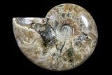 Bargain, Polished, Ammonite Fossil - Madagascar #89625-1